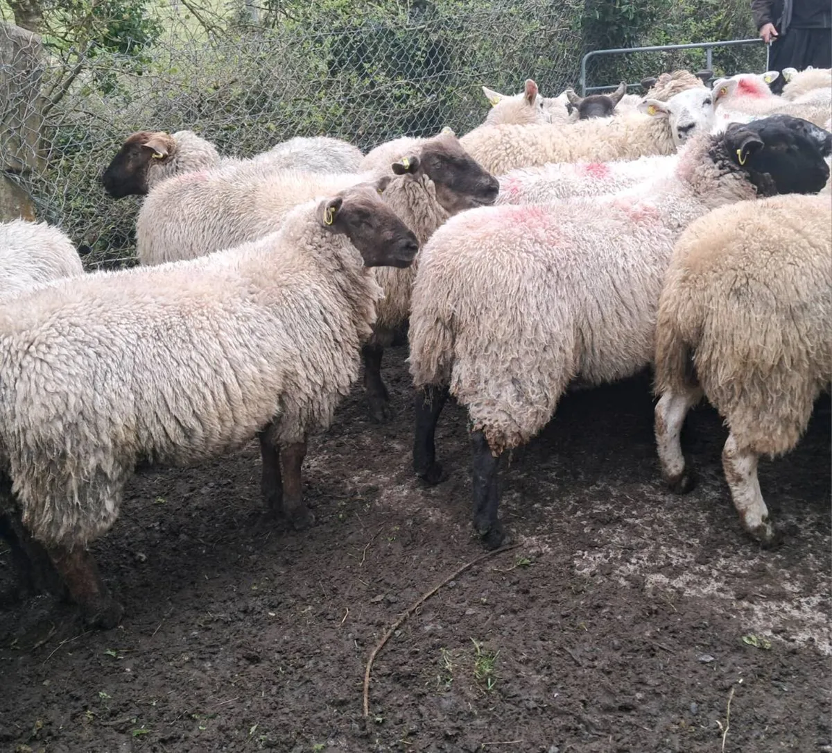 EWE HOGGETS - Image 3