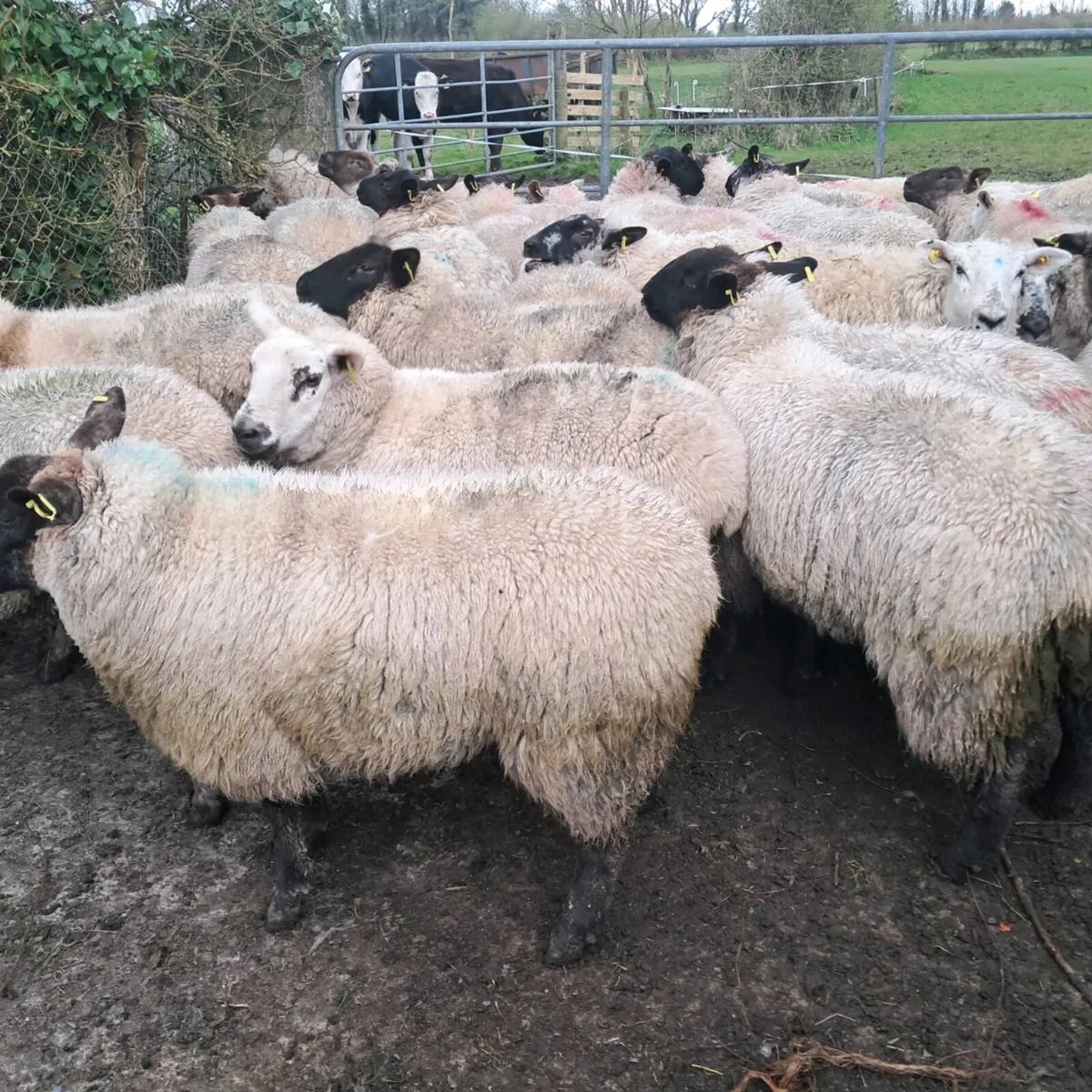 EWE HOGGETS - Image 4