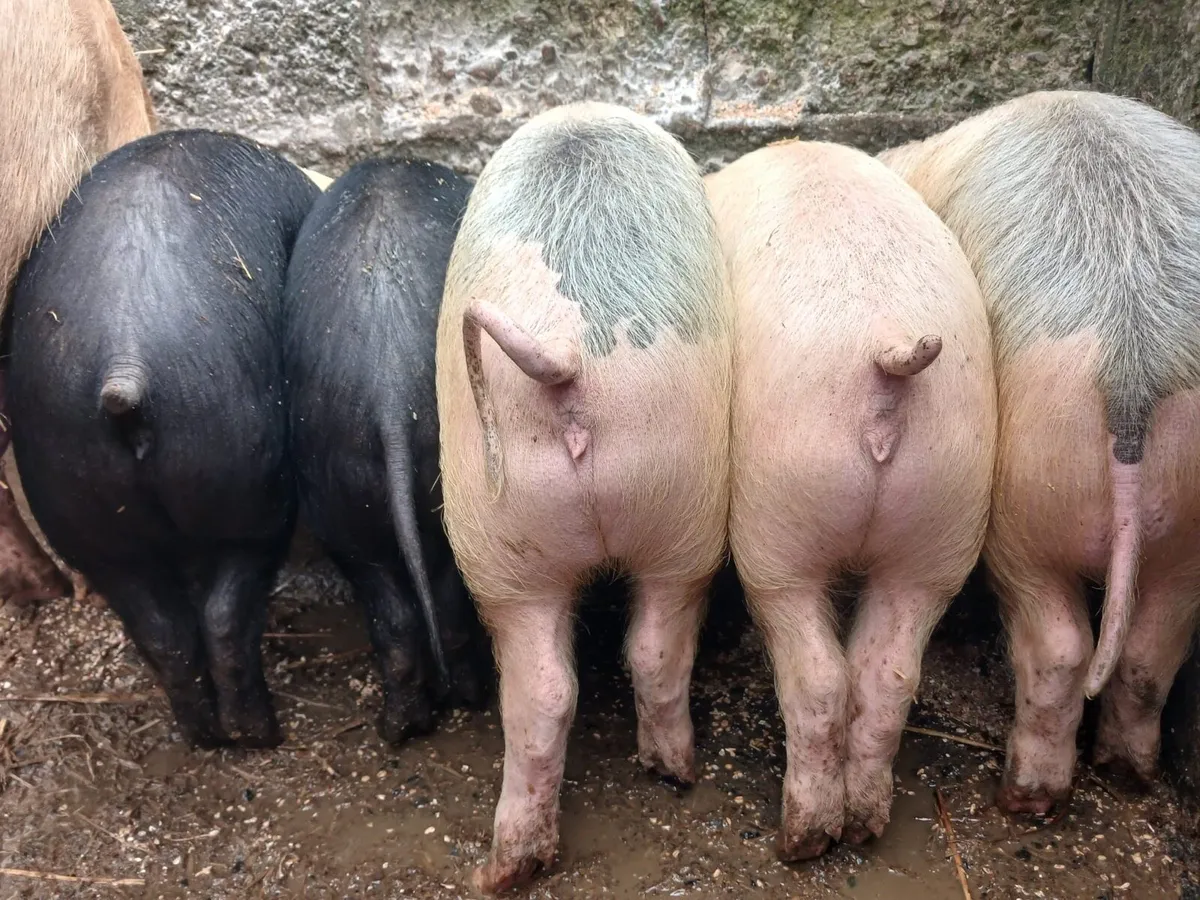 Saddleback X weaners - Image 2