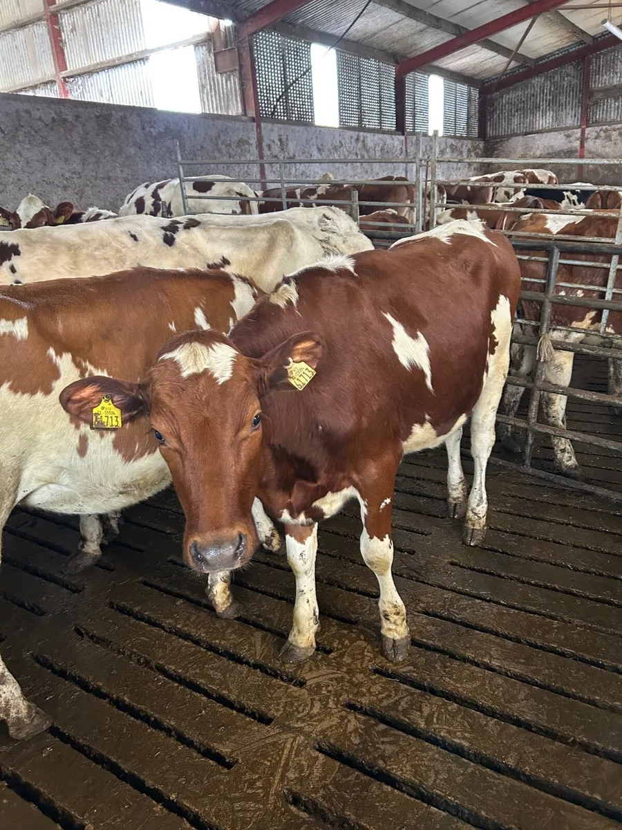 Maiden hiefers - Image 3