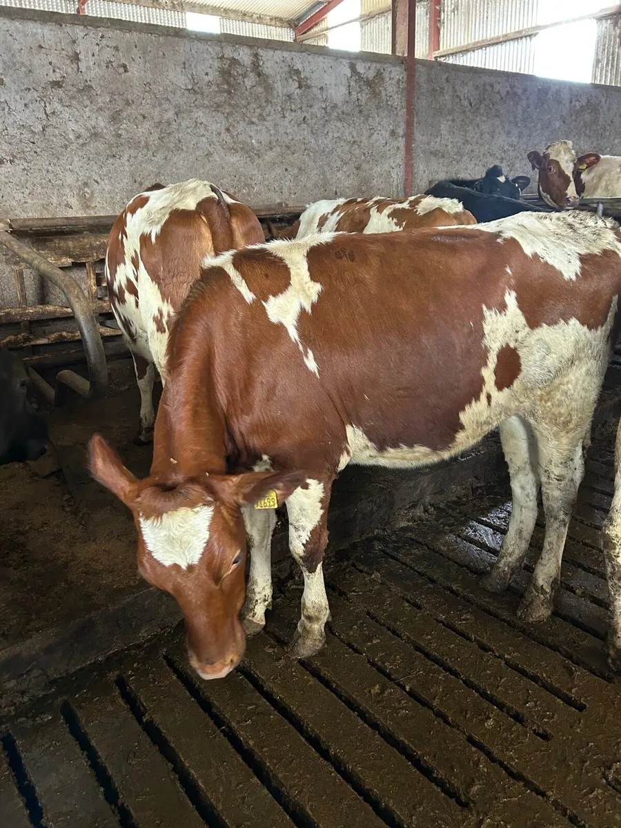 Maiden hiefers - Image 4