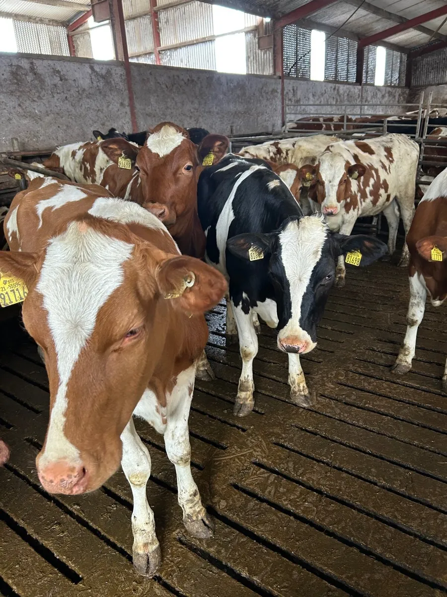 Maiden hiefers - Image 1