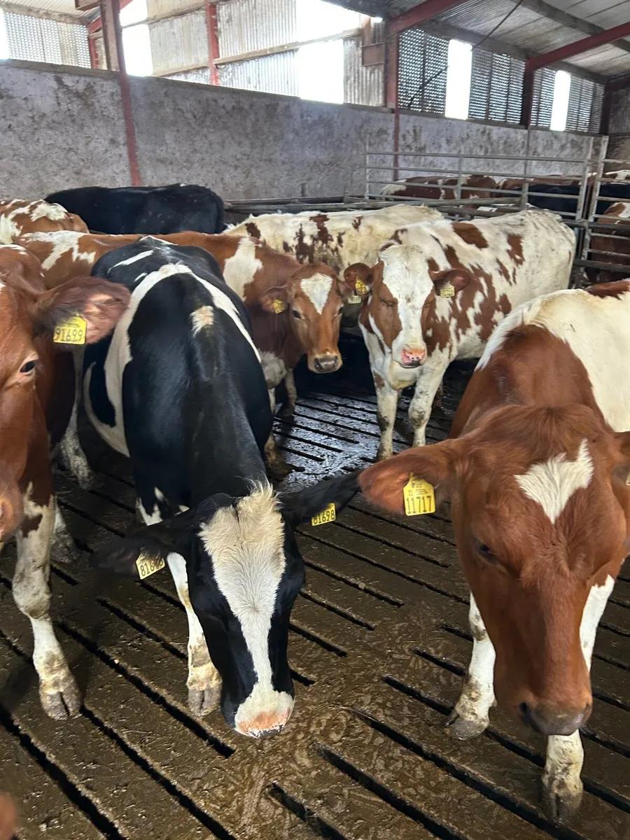 Maiden hiefers - Image 2