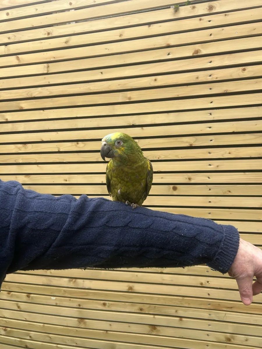 blue fronted Amazon - Image 1