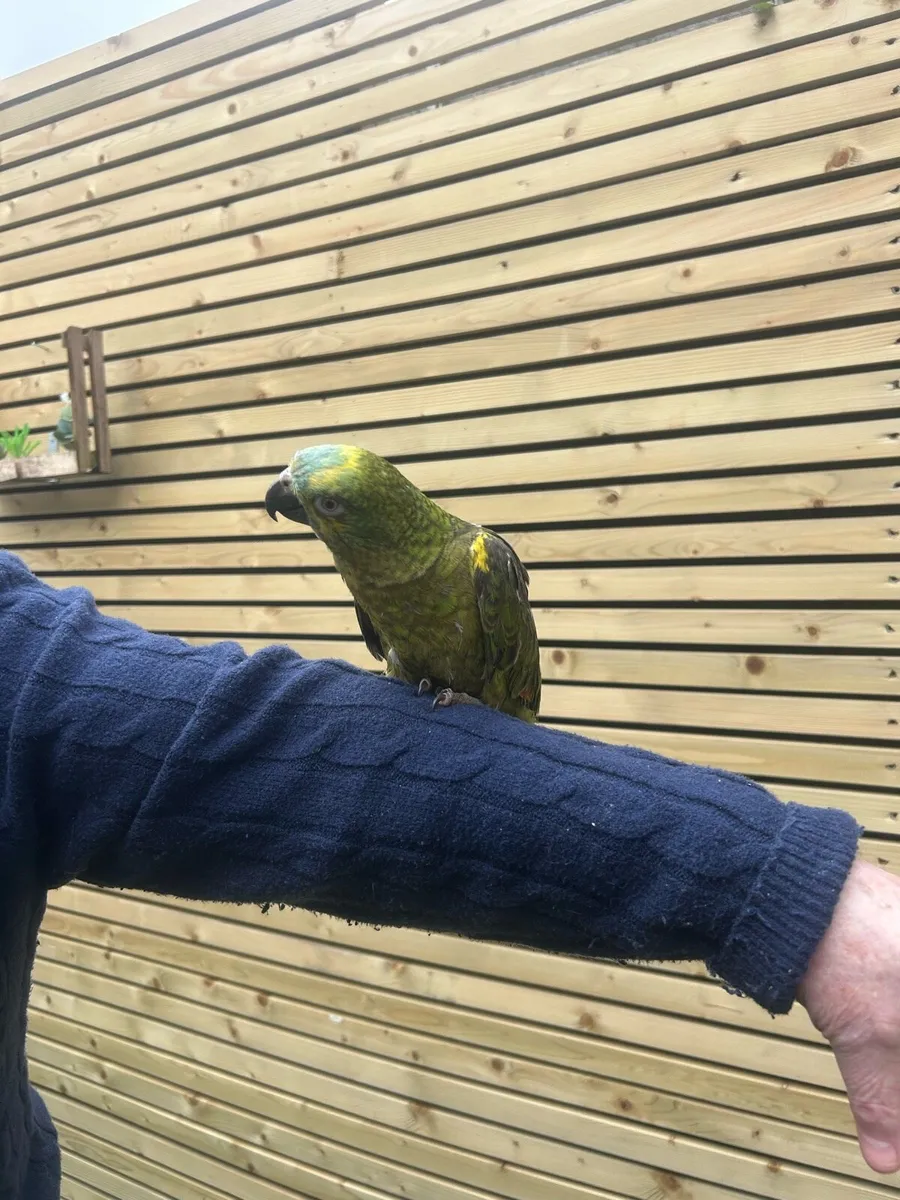 blue fronted Amazon - Image 2