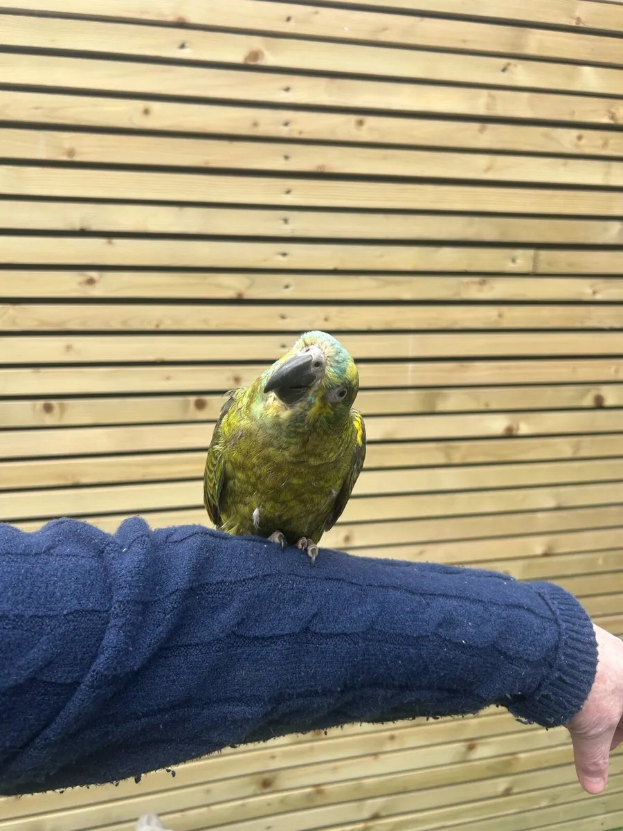 blue fronted Amazon - Image 3