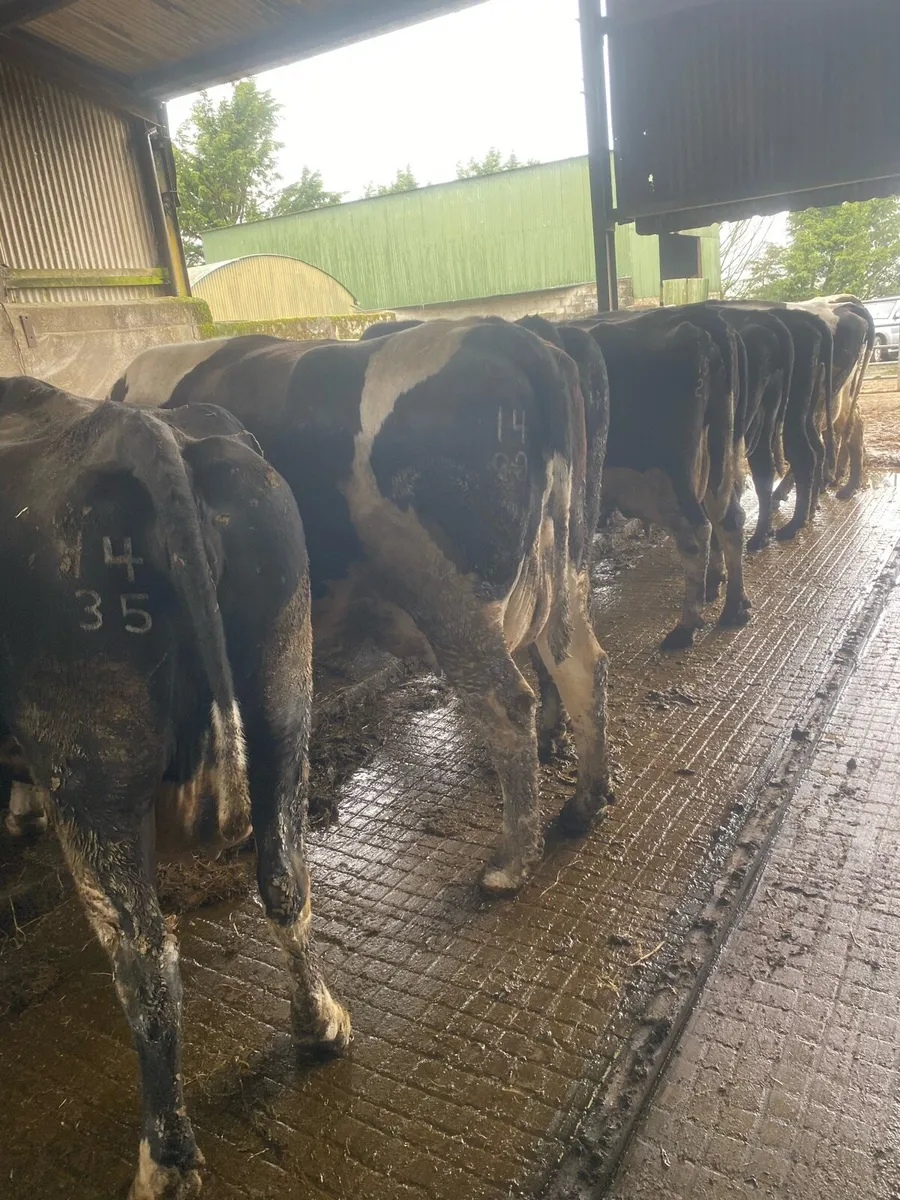 8 Incalf cows for sale - Image 3