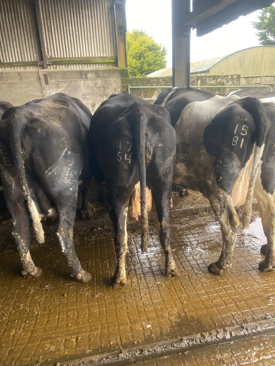 8 Incalf cows for sale - Image 4