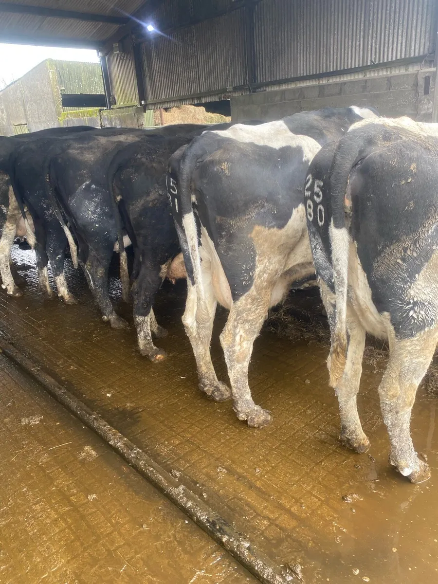 8 Incalf cows for sale - Image 1