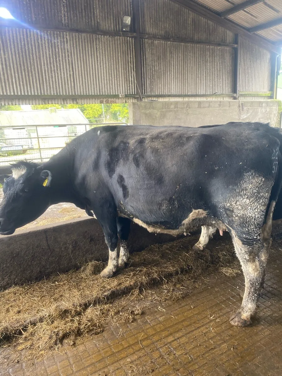 8 Incalf cows for sale - Image 2