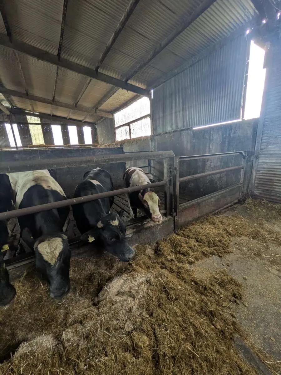 Pedigree friesian bulls - Image 4