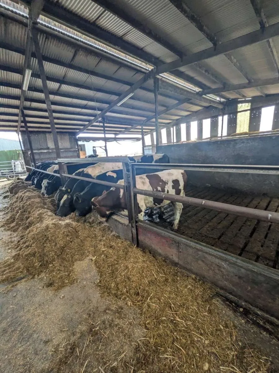 Pedigree friesian bulls - Image 1