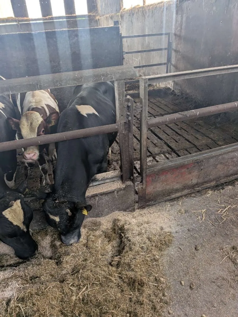 Pedigree friesian bulls - Image 2