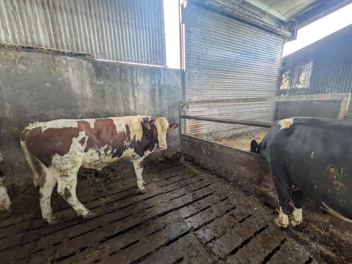 Pedigree friesian bulls - Image 3