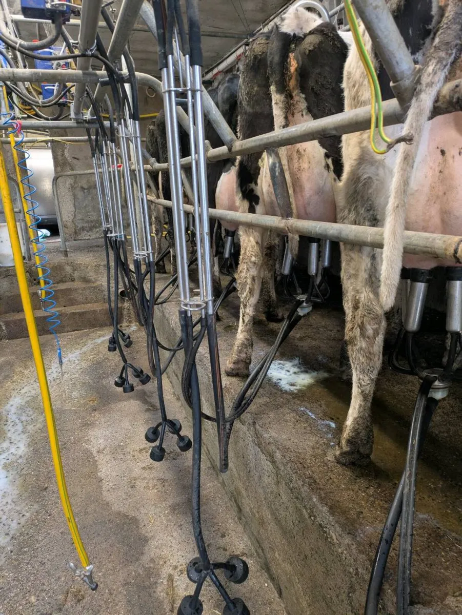 Freshly calved friesan heifers - Image 1