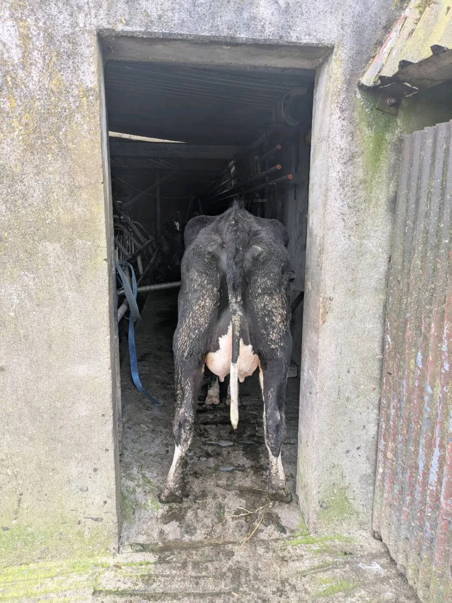 Freshly calved friesan heifers - Image 2