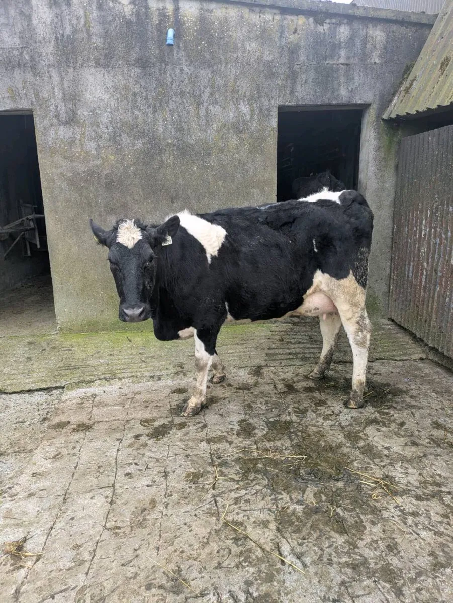Freshly calved friesan heifers - Image 3