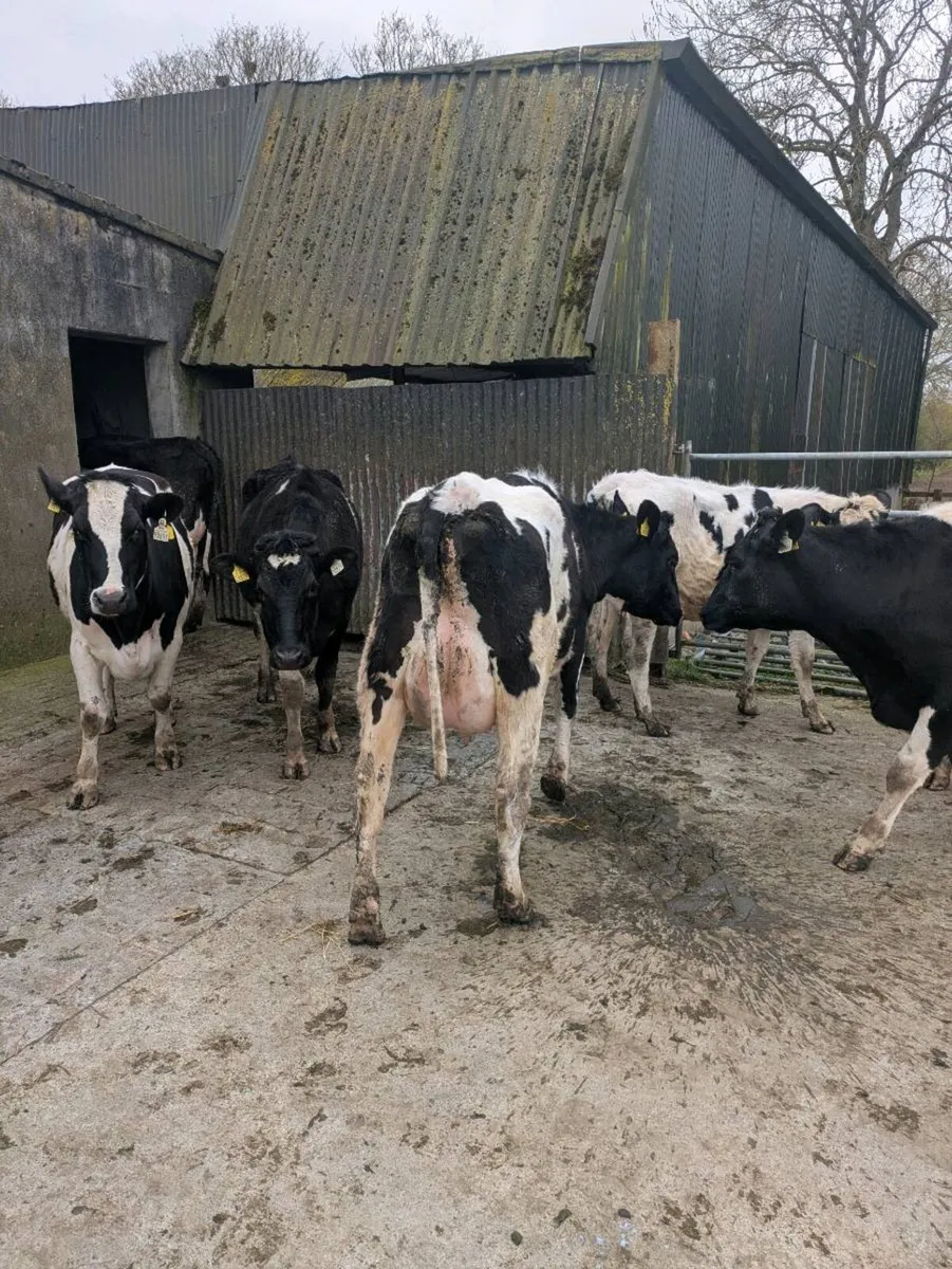 Freshly calved friesan heifers - Image 4