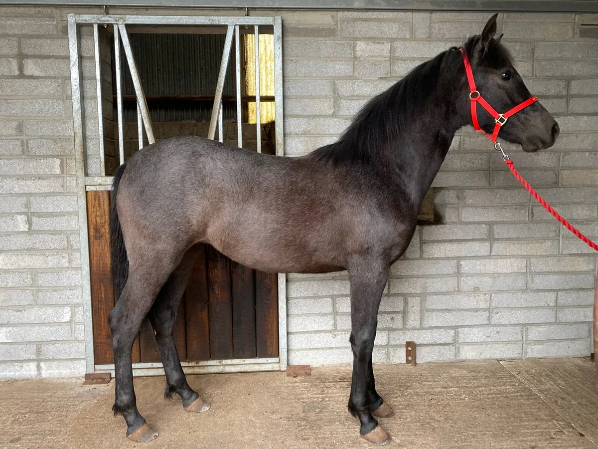 Connemara Yearling Filly - Image 1