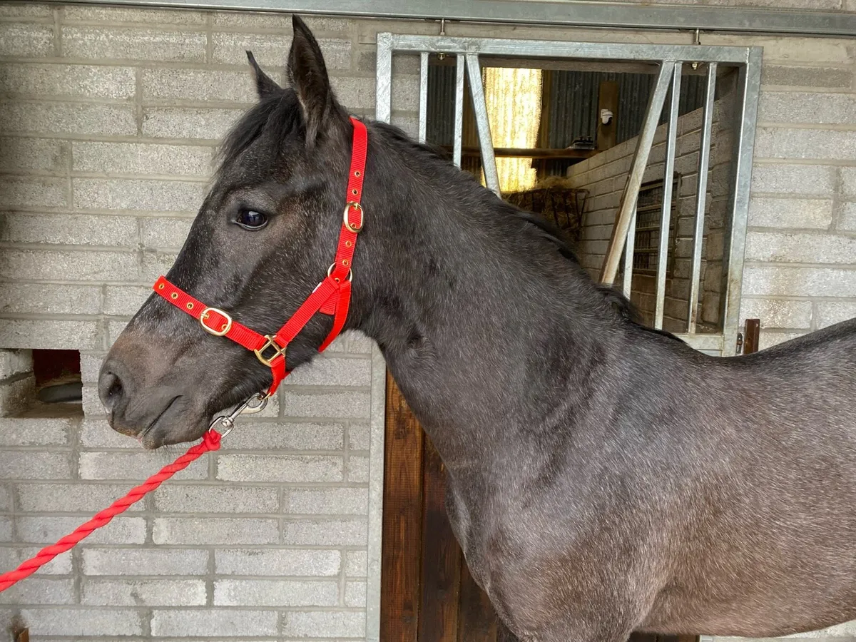 Connemara Yearling Filly - Image 2