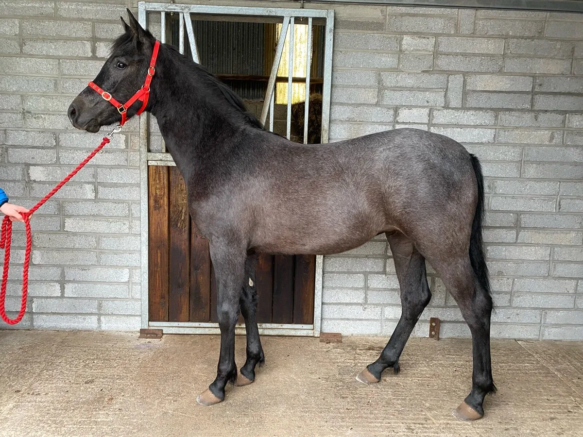 Connemara Yearling Filly - Image 3