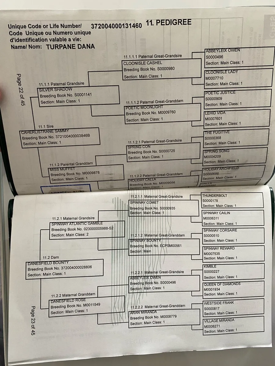 Connemara Yearling Filly - Image 4