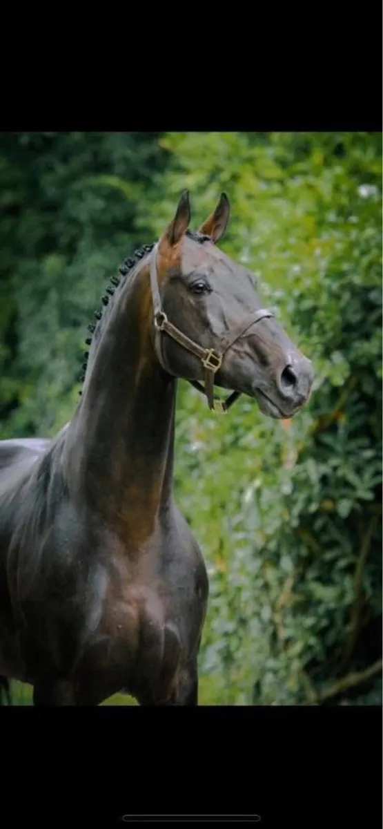 At stud Avos Jordan z - Image 4