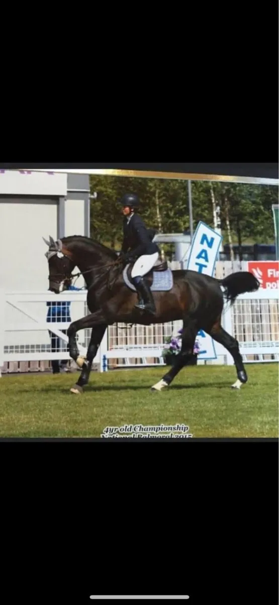 At stud Avos Jordan z - Image 2