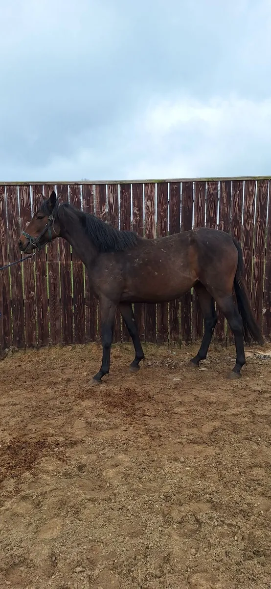 Thoroughbred Horse - Image 4