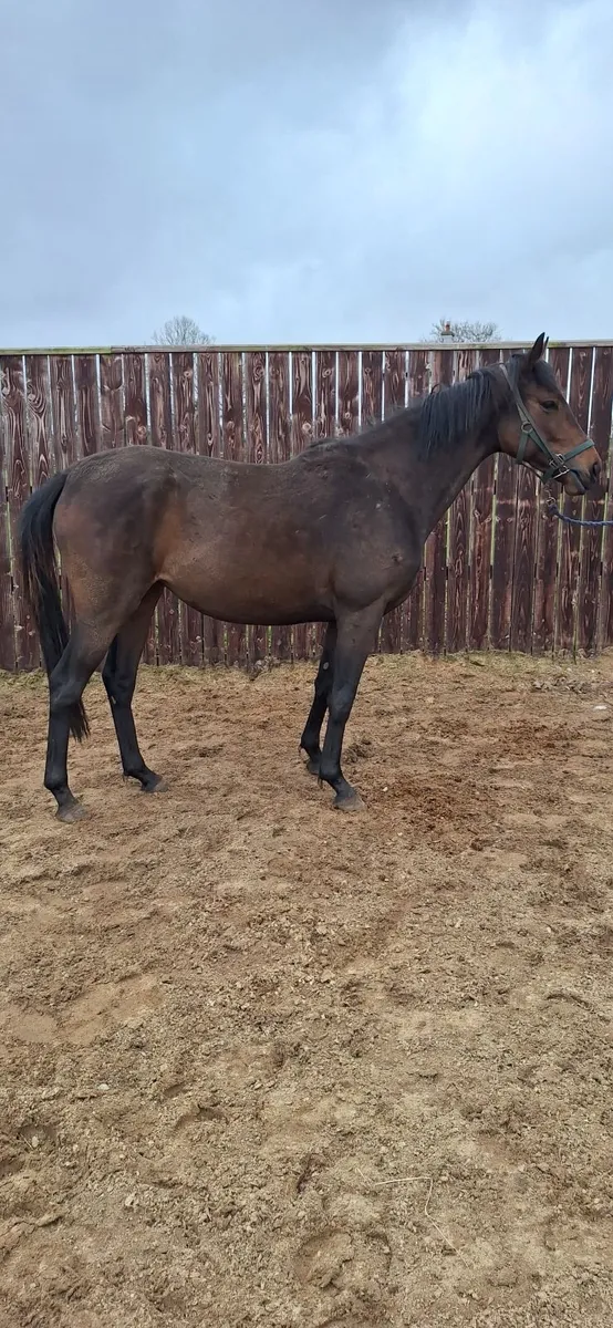 Thoroughbred Horse - Image 1