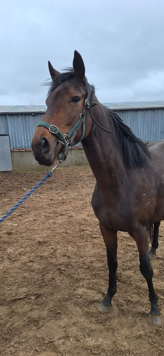 Thoroughbred Horse - Image 3