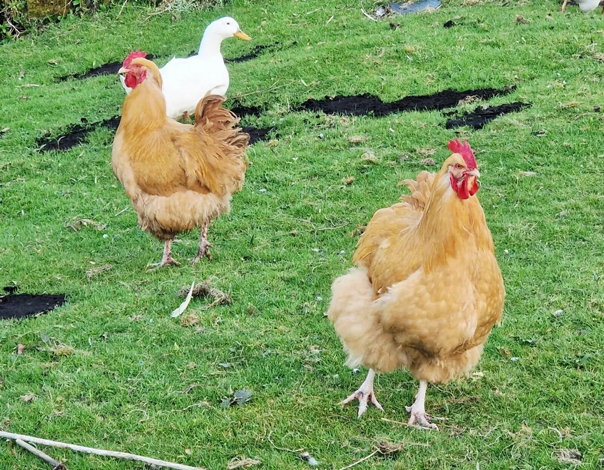 Buff Orpington Roosters - Image 1