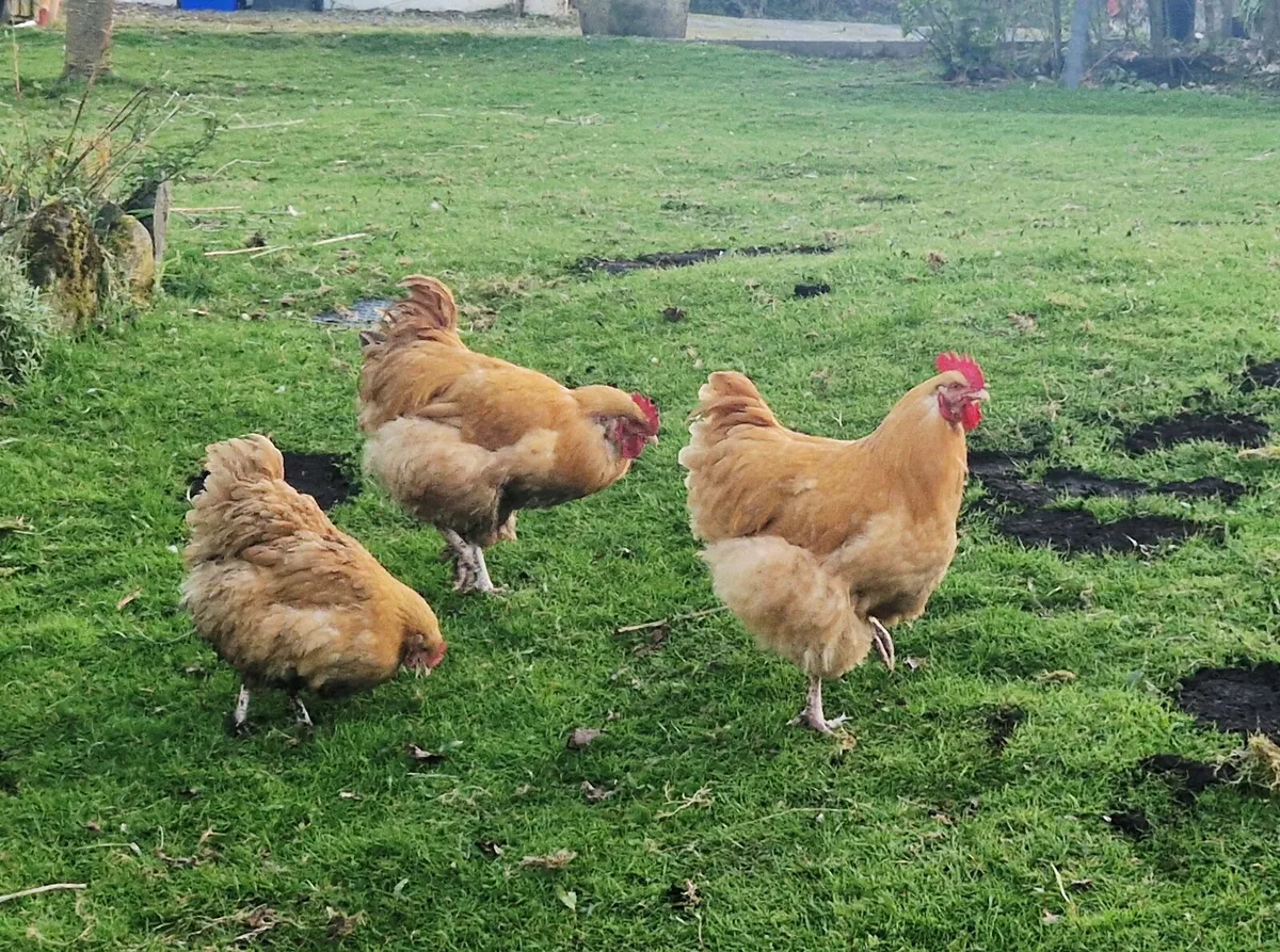 Buff Orpington Roosters - Image 2