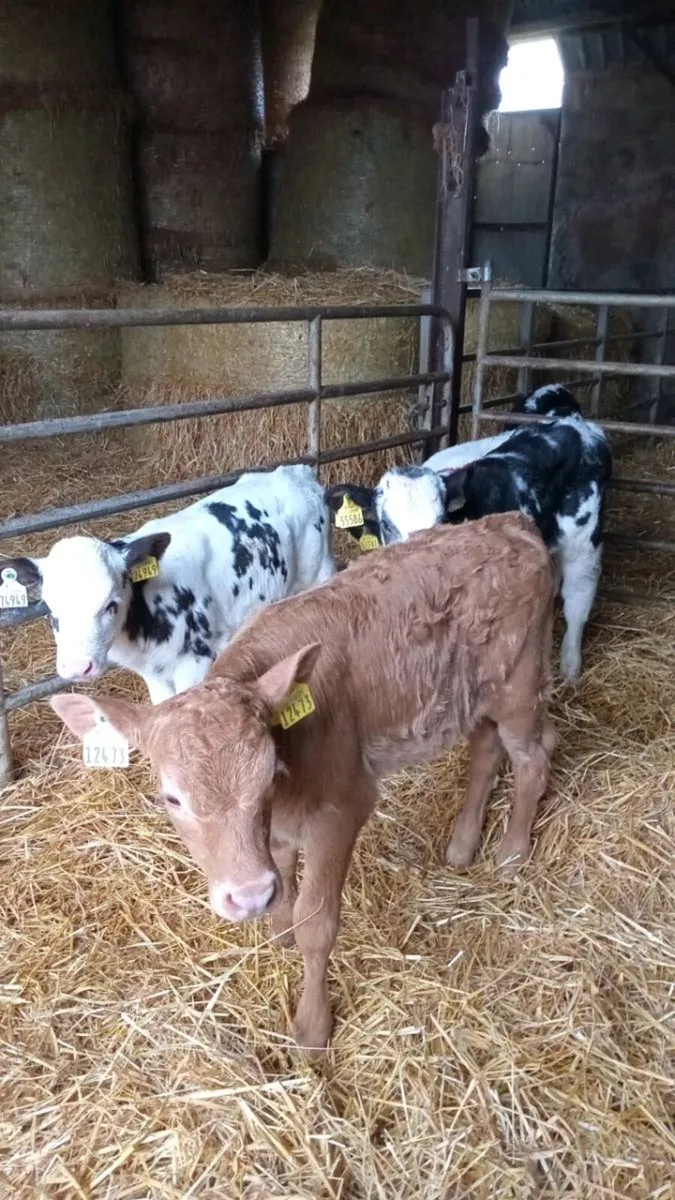 💥smashing calves💥 - Image 1