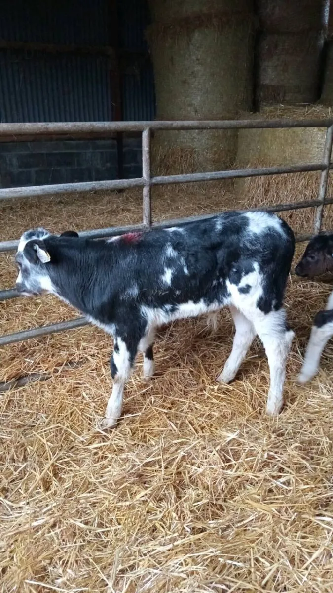 💥smashing calves💥 - Image 2