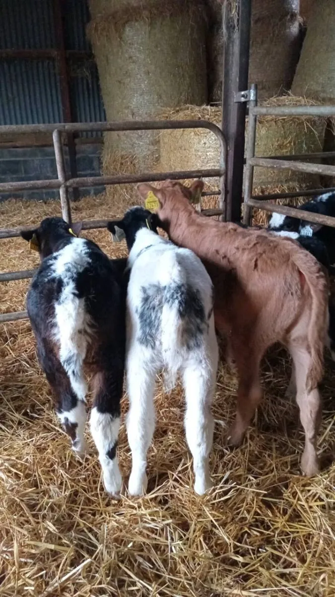 💥smashing calves💥 - Image 3