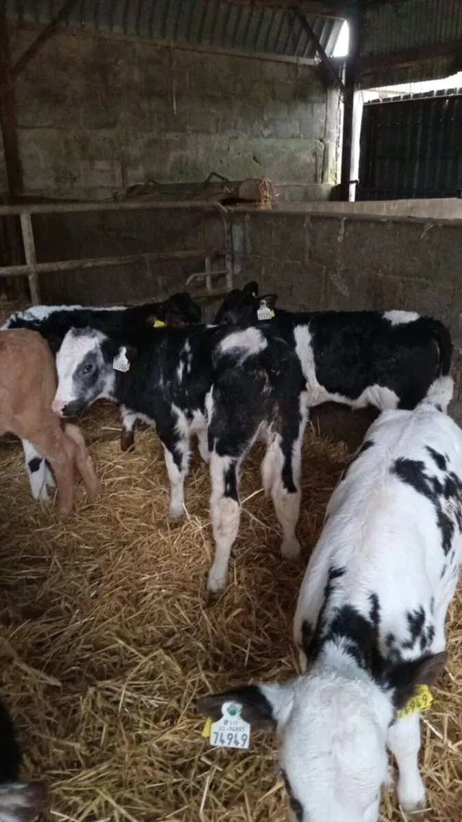 💥smashing calves💥 - Image 4