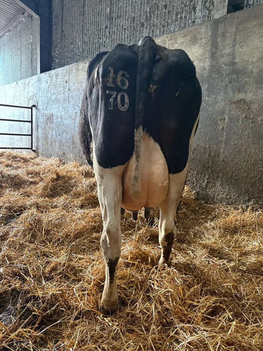 Cow suitable for raring calves - Image 1