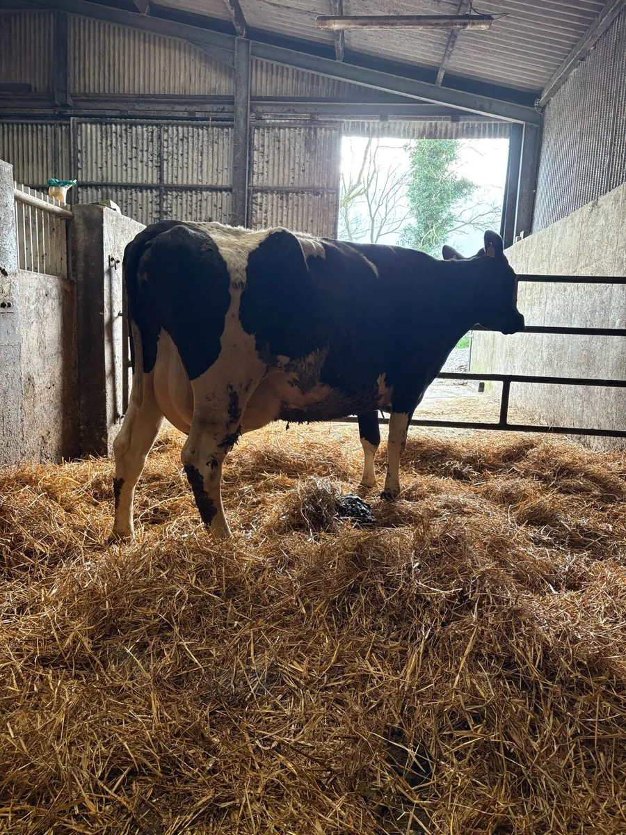 Cow suitable for raring calves - Image 2