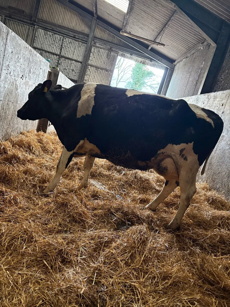 Cow suitable for raring calves - Image 3