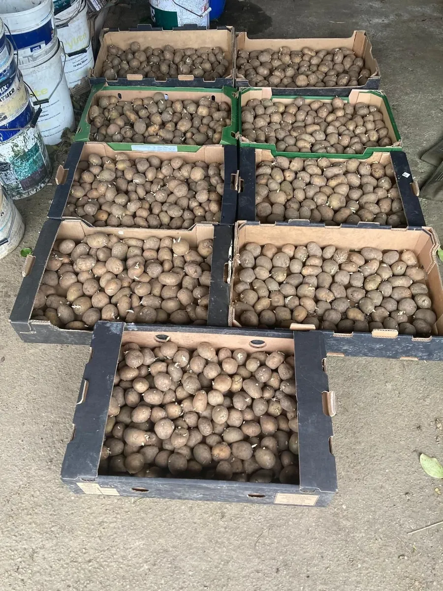 Seed Potato Kerr Pinks British Queens