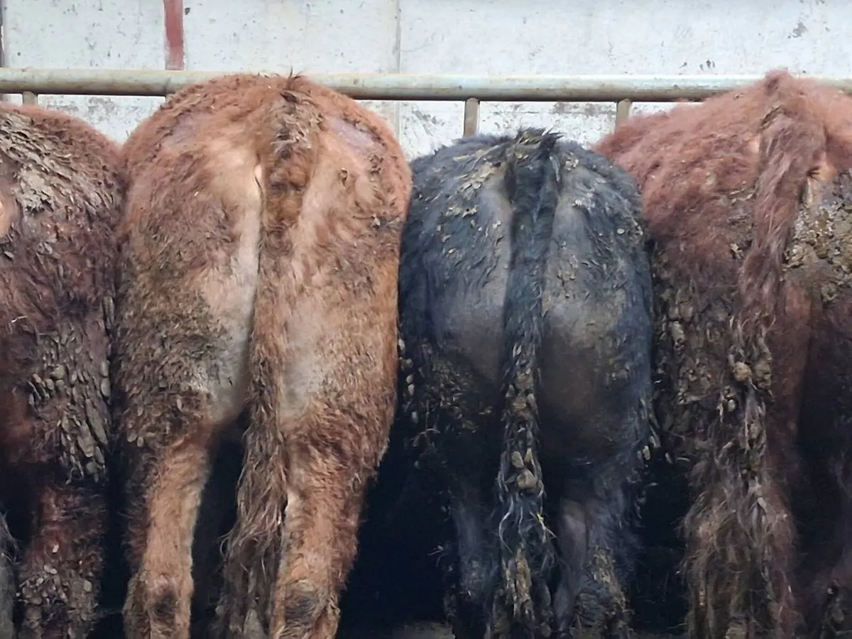 Store bullock's - Image 2