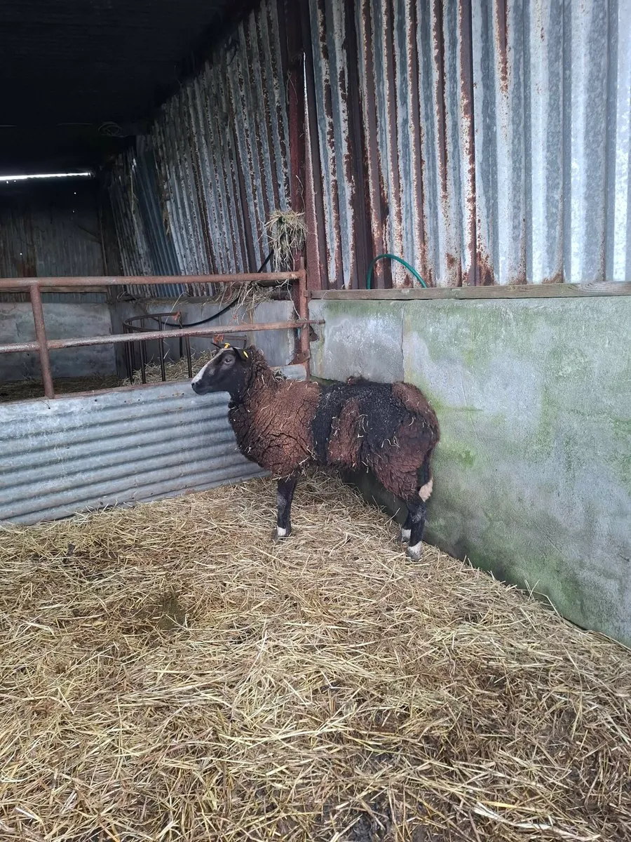 Foster Ewe - Image 4