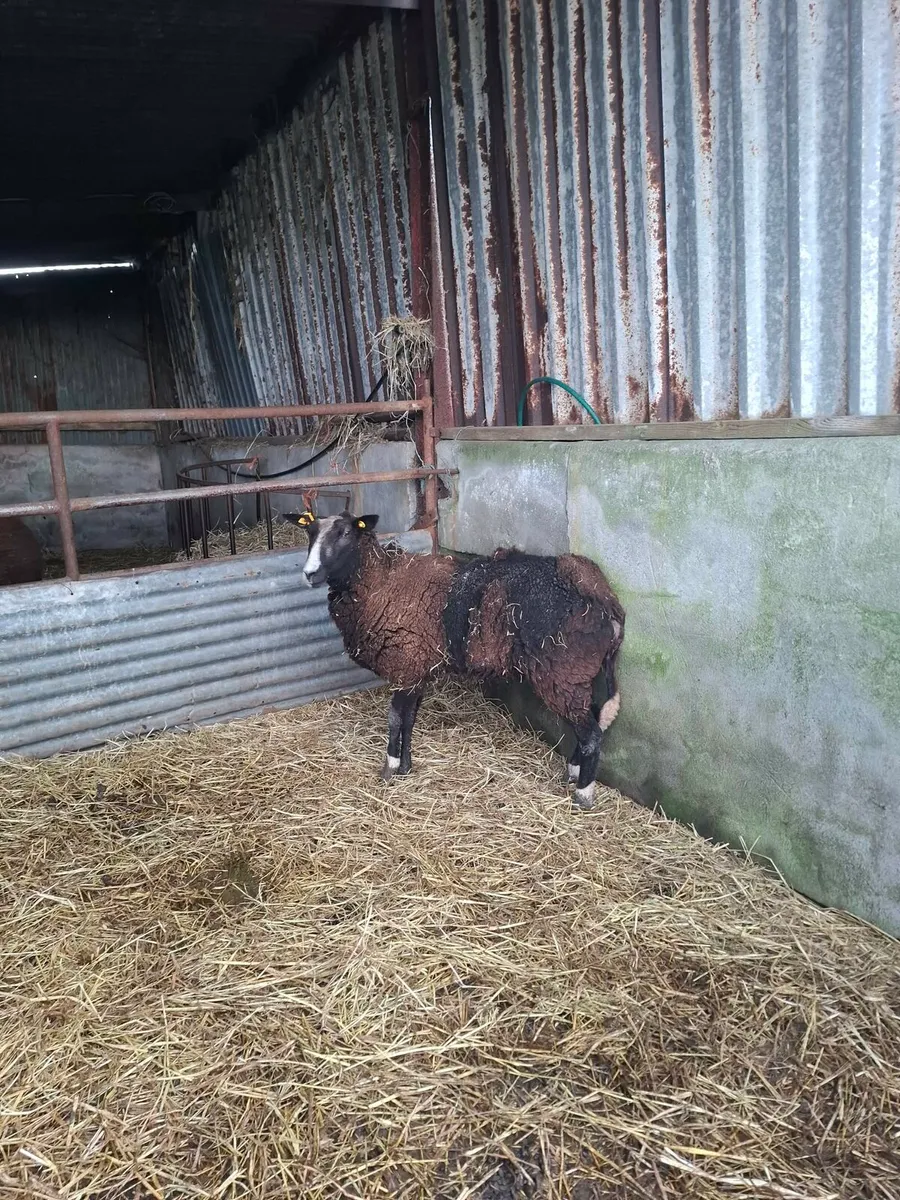 Foster Ewe - Image 1