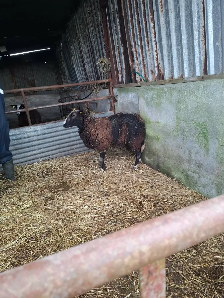 Foster Ewe - Image 2