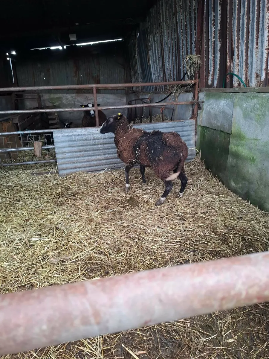 Foster Ewe - Image 3