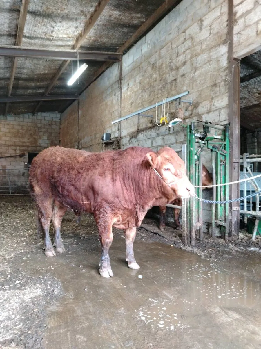 Limousin Bulls - Image 1