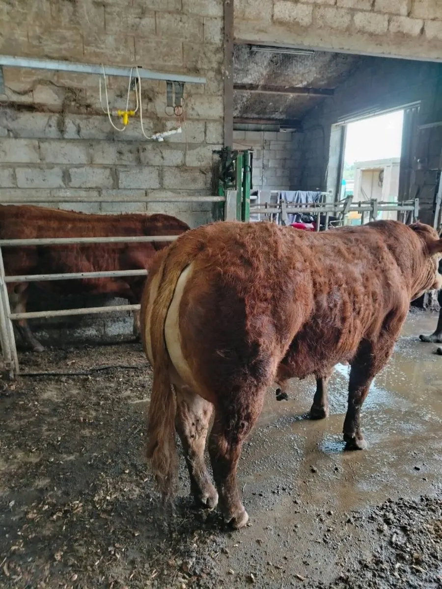 Limousin Bulls - Image 2