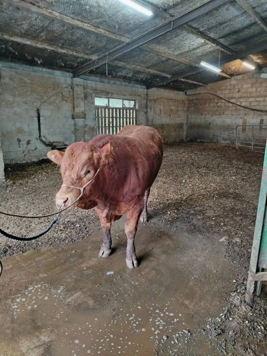 Limousin Bulls - Image 3