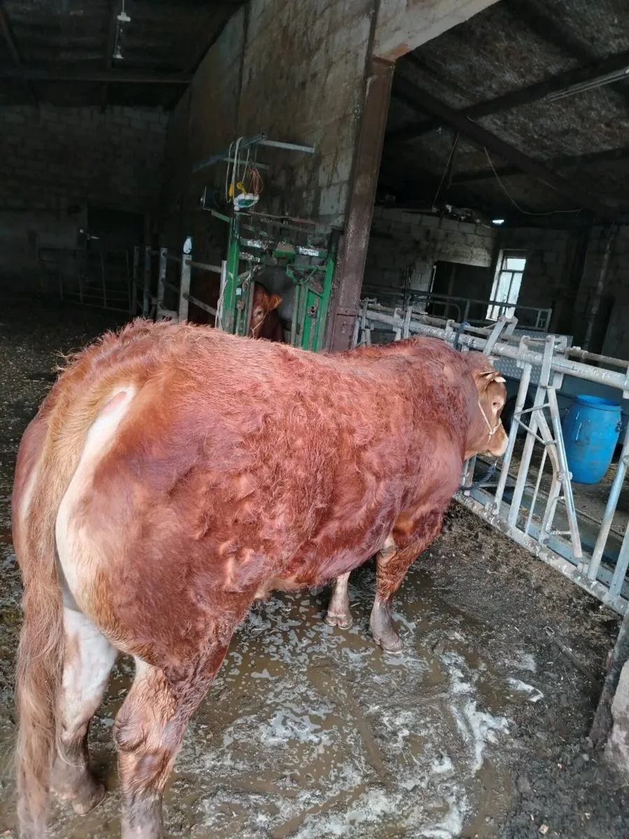 Limousin Bulls - Image 1